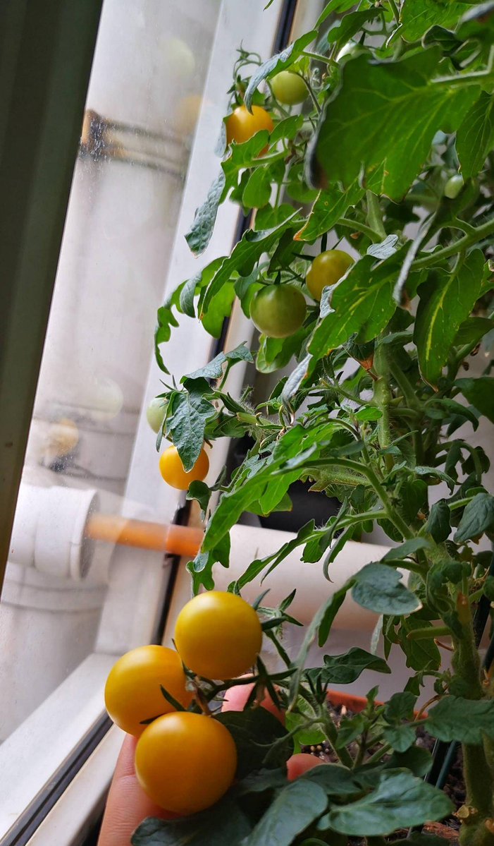 whydoulive's tweet photo. My small balcony now has a mini vegetable patch —this year’s been way greener (and yummier) than last!， https://t.co/xZNegcTzYL