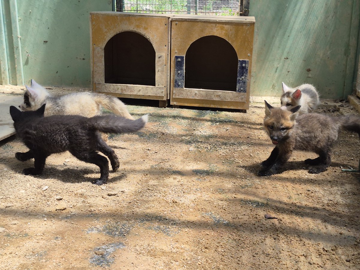 宮城蔵王キツネ村(公式)🦊 tweet media