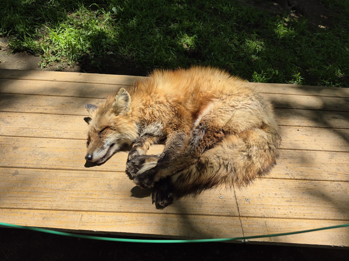 宮城蔵王キツネ村(公式)🦊 tweet media