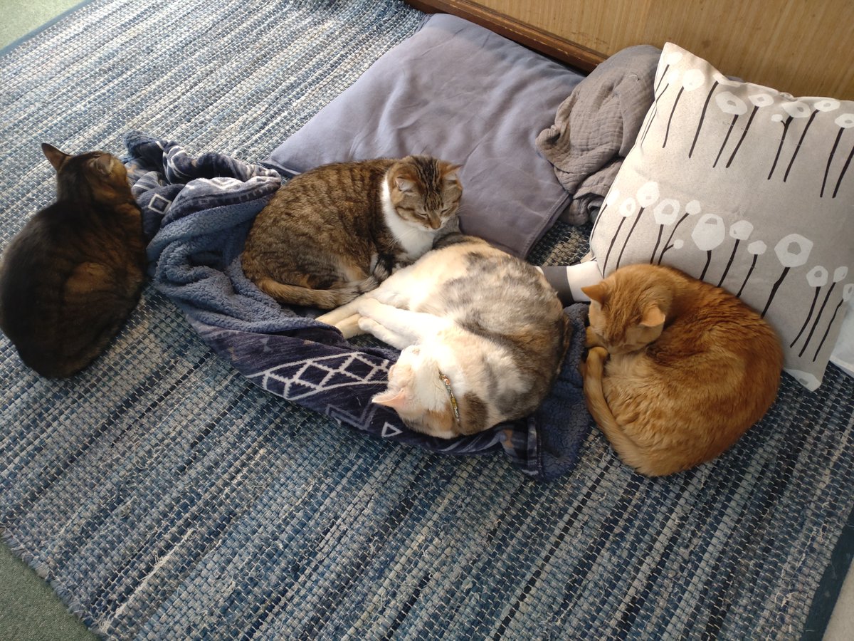 lien_lindwrum's tweet photo. 四番目の子、りーん。8歳パステル三毛
本日、口腔扁平上皮癌が確定。外科手術だと、下顎全部＋舌も切除対象に。それでも完治は難しいので、緩和ケアへ。
①抗がん剤「パラディア」
②痛み止め「オンシオール」
この組み合わせで、1年以上生きた子もいる。
うちもがんばる。 https://t.co/SbkTXqVDmV