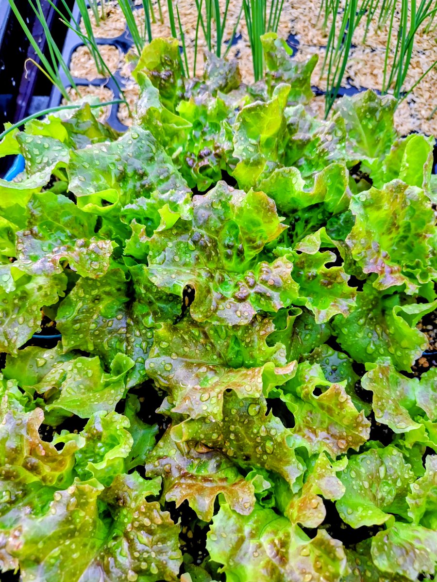 CcFpxs's tweet photo. 定植待ちのサニーレタス🥬たちが
「まだかー！」「狭いぞー！」と
一斉に叫んでいます😂

​ポットを埋め尽くすこのボリューム
もう準備は万端……
あとは私の重い腰を上げるだけ…
この瑞々しいアピールに負けて
今日こそは土に帰して
あげようと思います(*´艸｀*)

#家庭菜園
#野菜
#サニーレタス https://t.co/K6VXxVbU8Y