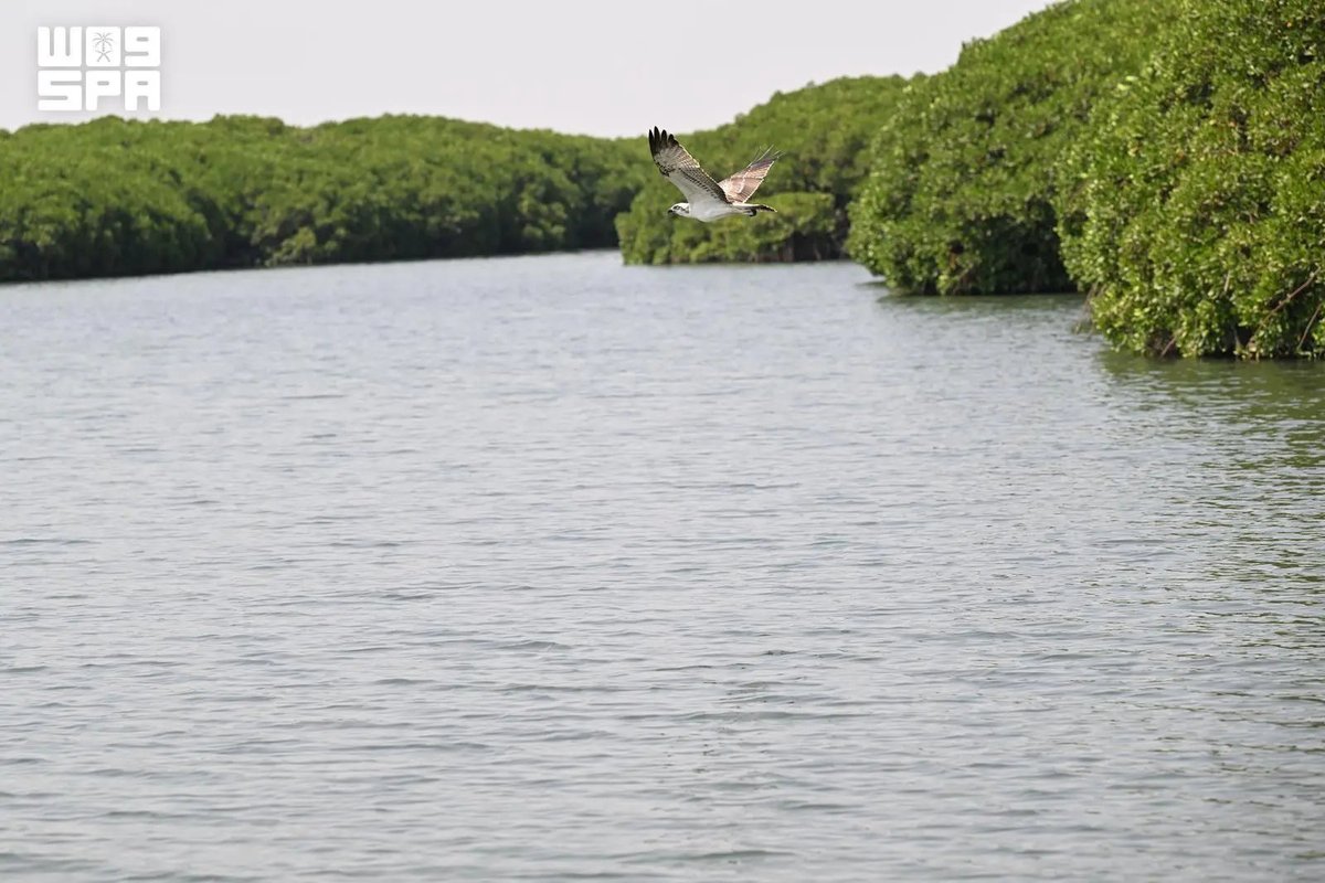 arabnews's tweet photo. #Saudi Arabia’s #Farasan Islands are drawing #Eid holiday visitors with a growing array of ecotourism attractions. Al-Qandal’s mangrove waterways, dolphins and birdlife are helping transform the Red Sea archipelago into a flagship #Vision2030 destination. https://t.co/jKyP5Cwq22 https://t.co/Hv9THvhQM2