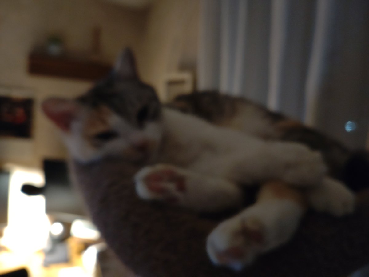 lien_lindwrum's tweet photo. いい写真がないなぁ。何年か前にpcクラッシュの際、データ吹っ飛んだからなぁ。。。 https://t.co/84zMZuPJ2h