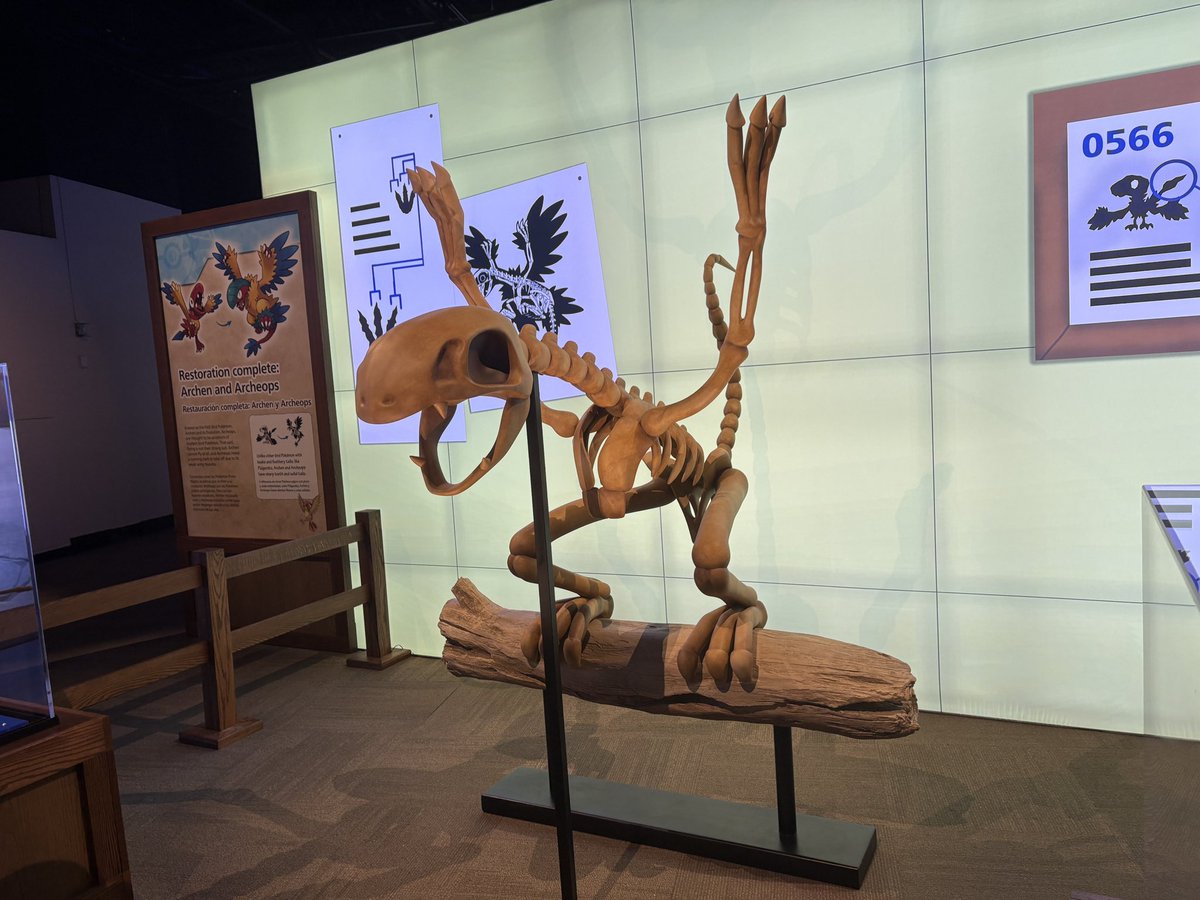 Tooney20's tweet photo. I got to go to the Pokemon Fossil Exhibit at the Field Museum! It was really cool
I really like how they had a mix of Pokemon fossils and real fossils https://t.co/ca8DCvx4dK