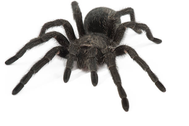 perfildokk's tweet photo. .W. KK: O GATO E A ARANHA https://t.co/RnX8Q7wWgK