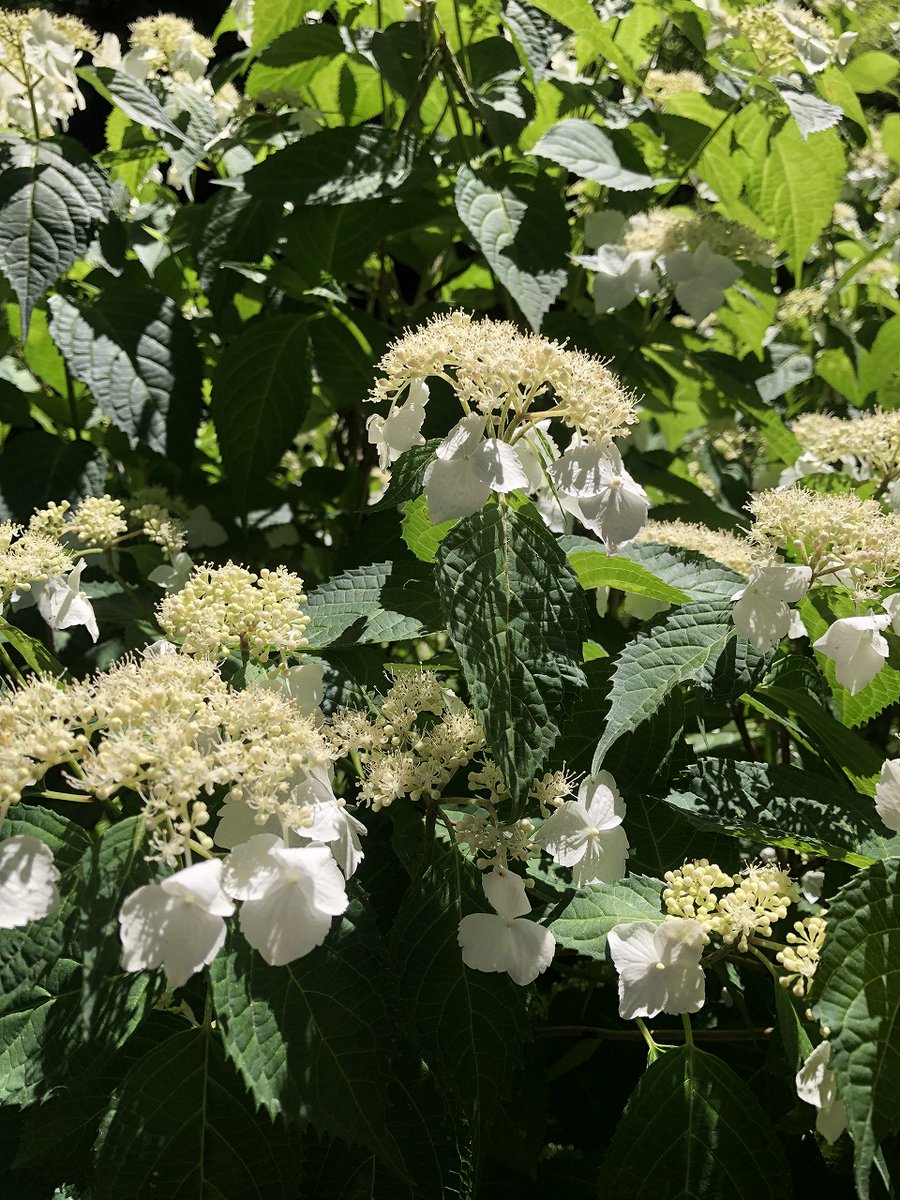 greenupcenter's tweet photo. ふれあいの森、緑の見本園内アジサイが開花しました。

＃大和市 ＃ふれあいの森 ＃緑の見本園 ＃アジサイ ＃開花 https://t.co/FluIFlcuJm