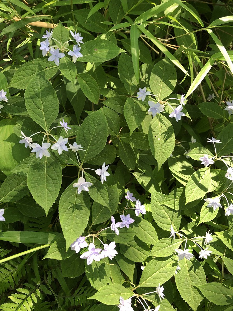 greenupcenter's tweet photo. ふれあいの森、緑の見本園内アジサイが開花しました。

＃大和市 ＃ふれあいの森 ＃緑の見本園 ＃アジサイ ＃開花 https://t.co/FluIFlcuJm