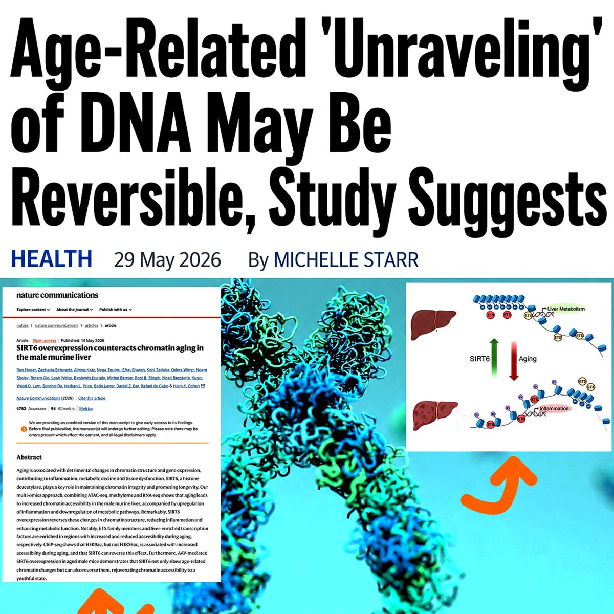 SciTechera's tweet photo. This is huge for longevity science.

"Researchers just discovered that aging may partly happen because our DNA gradually loses its organized structure inside cells."

"The team found that boosting a protein called SIRT6 restored youthful chromatin organization in old mouse cells, reversing major age-related gene activity changes."

"They also restored key heterochromatin markers like H3K9me3 and reduced inflammatory gene programs linked to aging."

Aging may involve the progressive collapse of genome organization and that collapse will be partially reversible.

Aging is the biggest and final disease we need to solve. Everything else will become secondary!