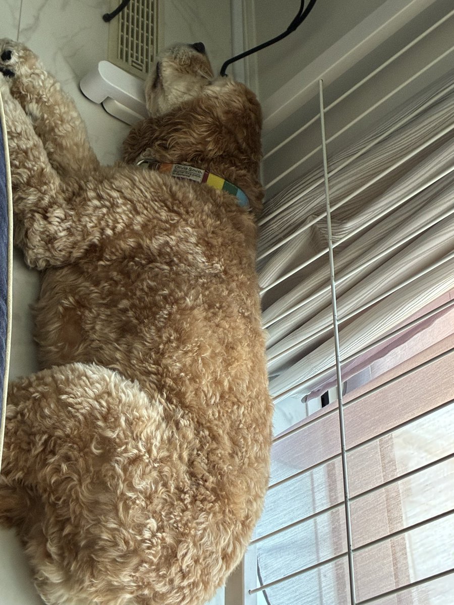 UDm5j's tweet photo. エアコンの吹き出しは最高なんだ
#犬好きさんと繋がりたい https://t.co/ihP5UEWPod