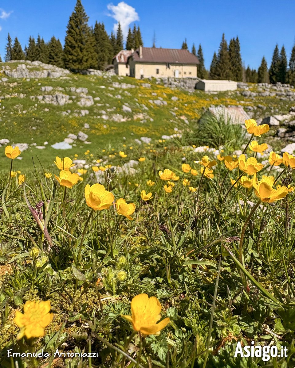 AsiagoIt's tweet photo. Il giallo dei #ranuncoli, il blu del #cielo... e il sabato inizia subito con la voglia di passare la giornata in #montagna! 🌼🍃😊

Buongiorno amici! 🙂 La splendida foto è stata scattata a Malga Fiara durante una passeggiata fino a Malga Moline.

#Asiagoit #Veneto https://t.co/TZ1eXW3EJV