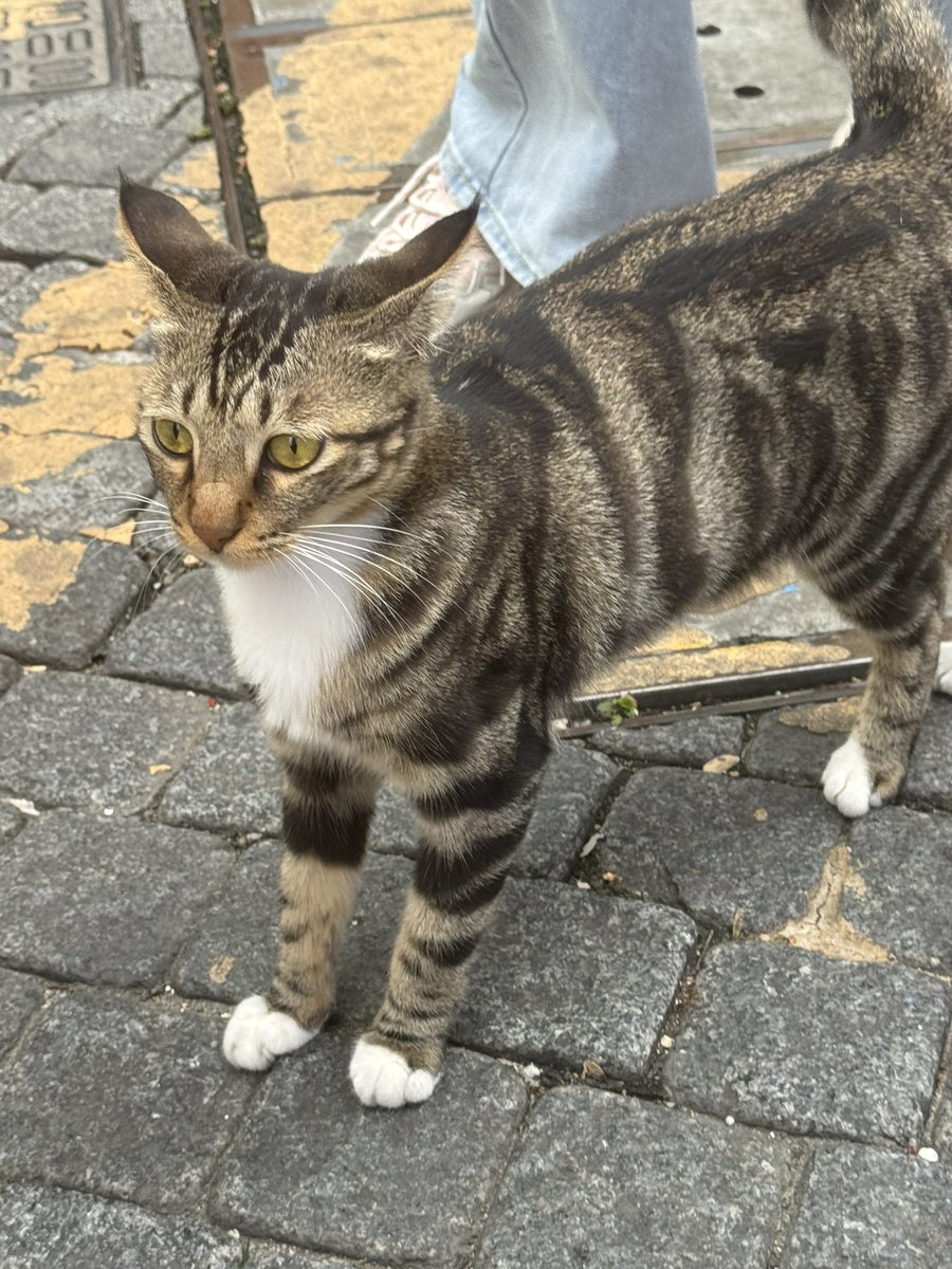 reeeee0715's tweet photo. 如此有气质的流浪猫 https://t.co/X2rX02xo1M