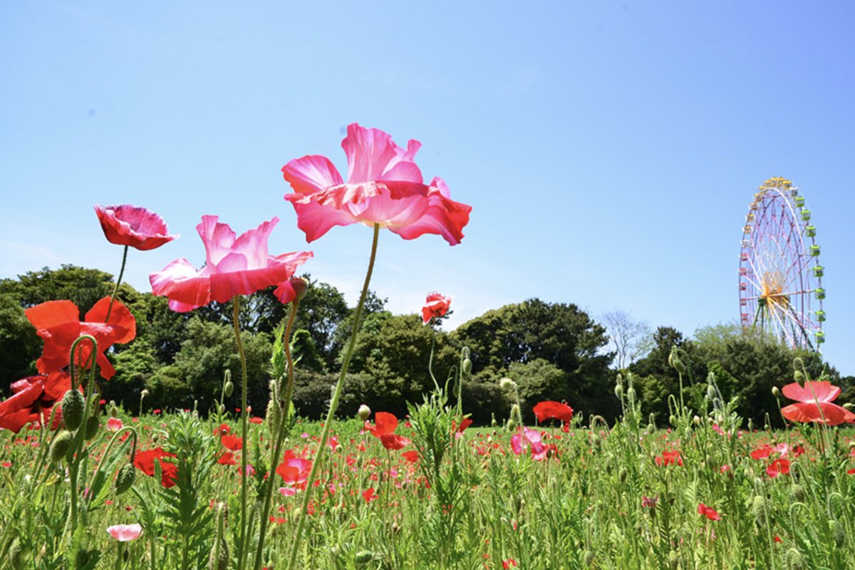 茨城県発!全国で楽しむ街コスイベント💫#きらこす 6/6〜7(花) #ひたちなか市 tweet media