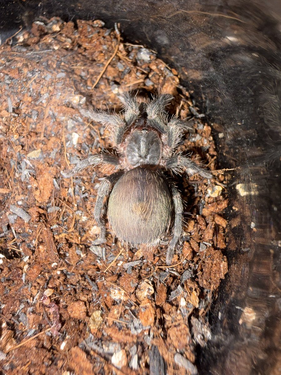 QZK02's tweet photo. Theraphosinae sp. Rauta

これまじでやばいよ https://t.co/EhH4NbQrmg