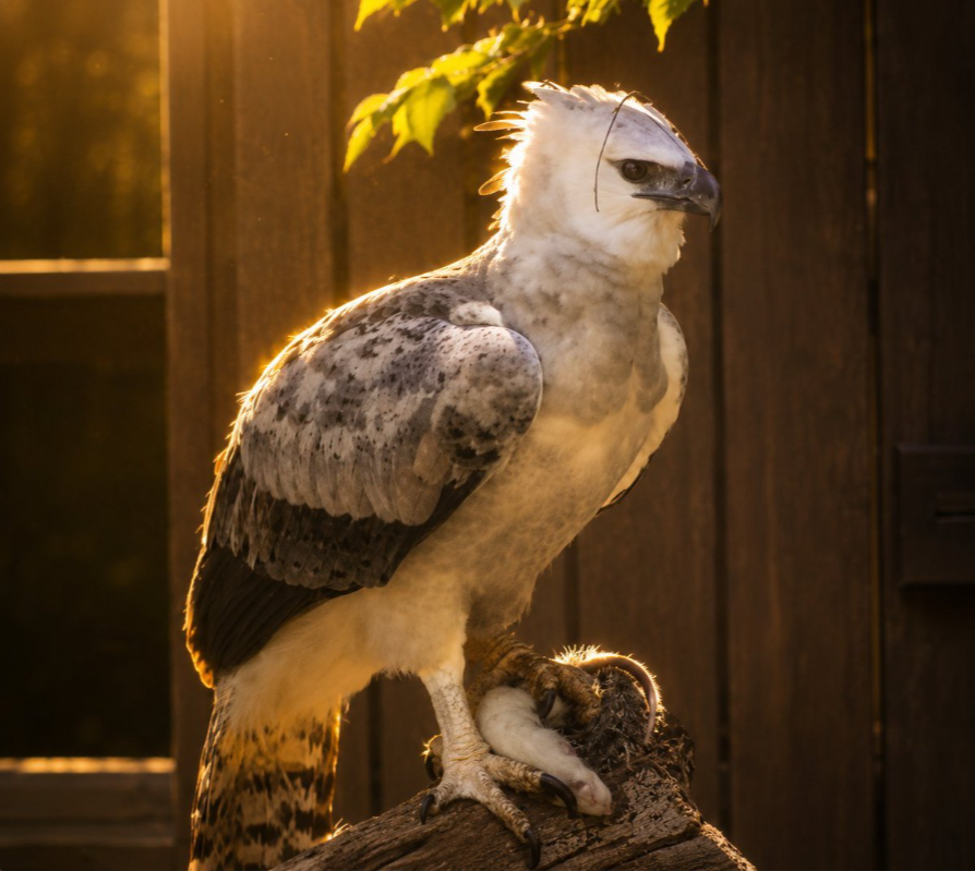 Raenxcrypto's tweet photo. there is a RARE ''Harpy Eagle'' that is getting big crowds and going VIRAL!

Her name is Dariena, and she is the ONLY Harpy eagle in America.

If u also check the video on the youtube at 20 seconds they made plushies ABOUT IT. This is acc insane

ill pay dex at 25k

THE https://t.co/sObELI1WIW