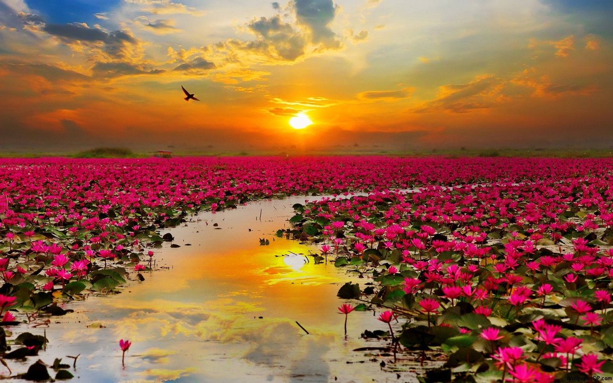 noveliciouss tweet picture