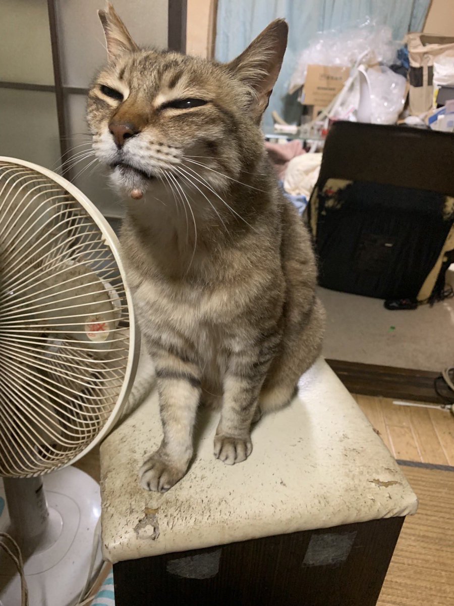 petrescue1997's tweet photo. 神奈川県　あめ吉くん
行方不明日　5/20
保護日　5/29
担当　関口

あめ吉くん、色々な事情で見知らぬ土地で車から逃げ出し迷子になってしまいました。
5/28に現地に向かいました。
迷子から８日目でしたが、その前にご家族や友人でチラシをポスティングしてあったことで到着して直ぐに目撃情報が入りました。

その地区には地域で可愛がられている子が数匹、その子たちは何ヶ所もご飯を貰える場所があり...ラッキーなことにあめ吉くんは直ぐにその場所に辿り着けたようです！
情報提供をしていただいたAさん宅に、いつもは来ないあめ吉くんに似た子が来てるかもしれない...と。

その場所に、カメラを設置して捜索中に目の前を横切るあめ吉くんのような子を確認。
やっぱり近くにいるかもしれないと考え、Aさん宅にご飯を食べに戻ってくるだろうとその日はカメラとご飯をセットしたまま帰宅。

帰り道の23時30分頃Aさんから連絡、来てる！と。
写真を撮ってもらい飼い主さんに送るとあめ吉でまちがいない！とのこと。しかし、なぜかその日の夜はご飯を食べずに消えてしまったそうです。
２９日に確認したカメラにも夜にご飯を食べに来た様子もなく...しかし、昼の14時から10分近くモリモリご飯を食べるあめ吉くんの姿がカメラに😆

17時よりAさん宅でドロップをセットして待機。
その日の20時30分頃いい匂いのご飯に我慢できず、あめ吉くんやってきました！
そして無事保護となりました。

あめ吉くん、見知らぬ土地で9日間も本当によく頑張りました！少しだけ痩せていましたが、お家に戻ってご飯たくさん食べてゴロゴロ言っていたそうです。
情報提供から2日間、Aさんにはたくさんご協力いただき本当にありがとうございました😊