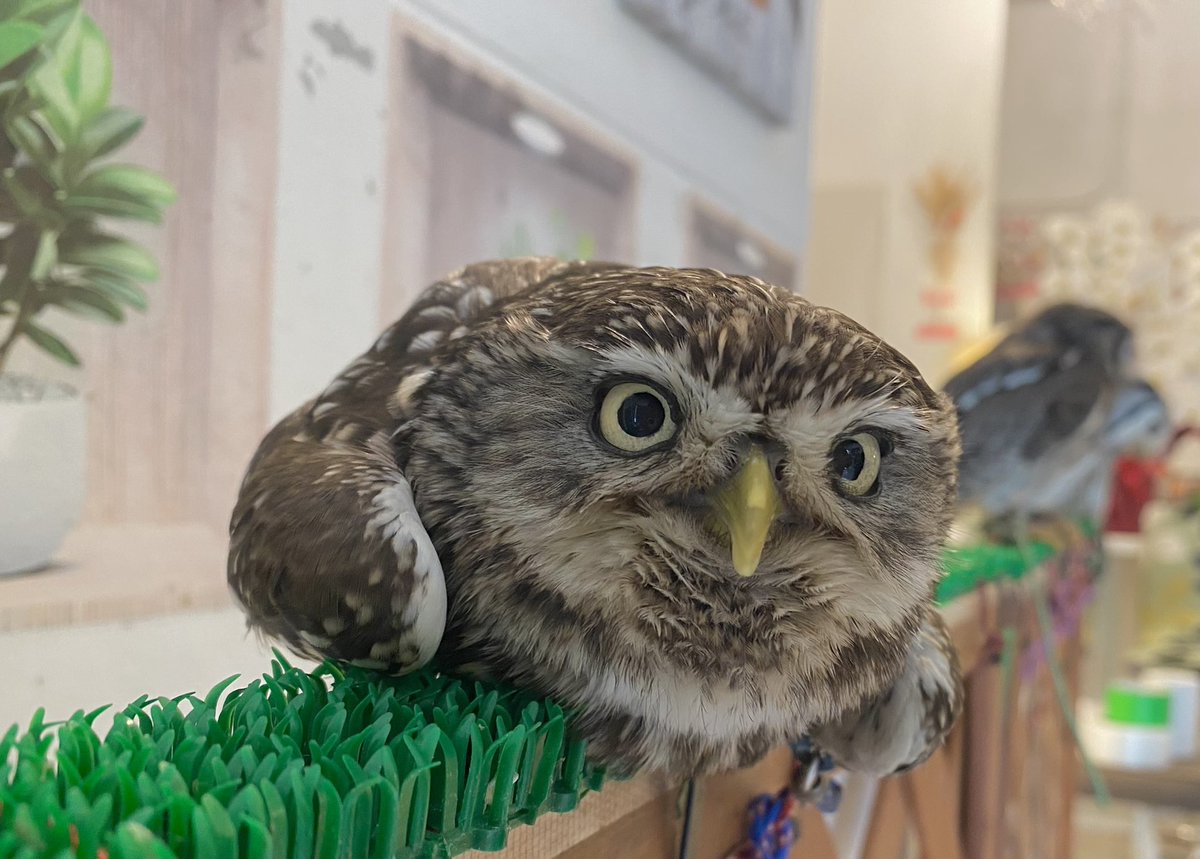 OWLCAFE-フクロウのみせ月島 【公式】 tweet media