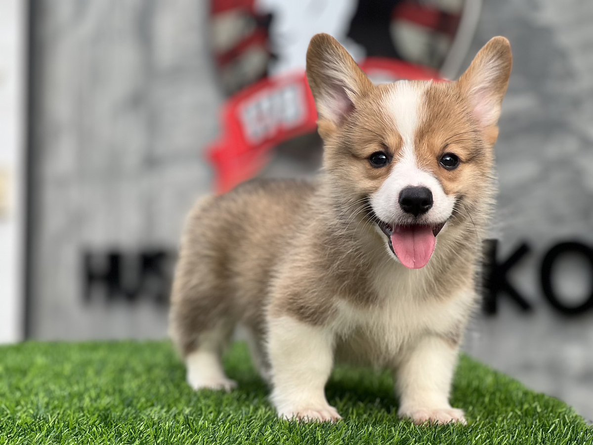 Puppyinth's tweet photo. “ #จำหน่ายลูกสุนัขคอร์กี้ “ 🐾
♨️ มีประวัติการทำวัคซีน
♨️ มีใบเพ็ดดีกรี
♨️ ส่งได้ทั่วประเทศ
ติดต่อสอบถามได้ที่ 
📞โทร : 091-7087386
✅Line : aun178Farm
⚛️Ig : 178farm 
https://t.co/2M2GGc8RlQ https://t.co/842Fy8SZjn
#คอร์กี้
#ฟาร์มคอร์กี้ #ขายคอร์กี้
#สุนัขนำเข้า #สุนัขพันธุ์เล็ก https://t.co/gQrAQIpWhS