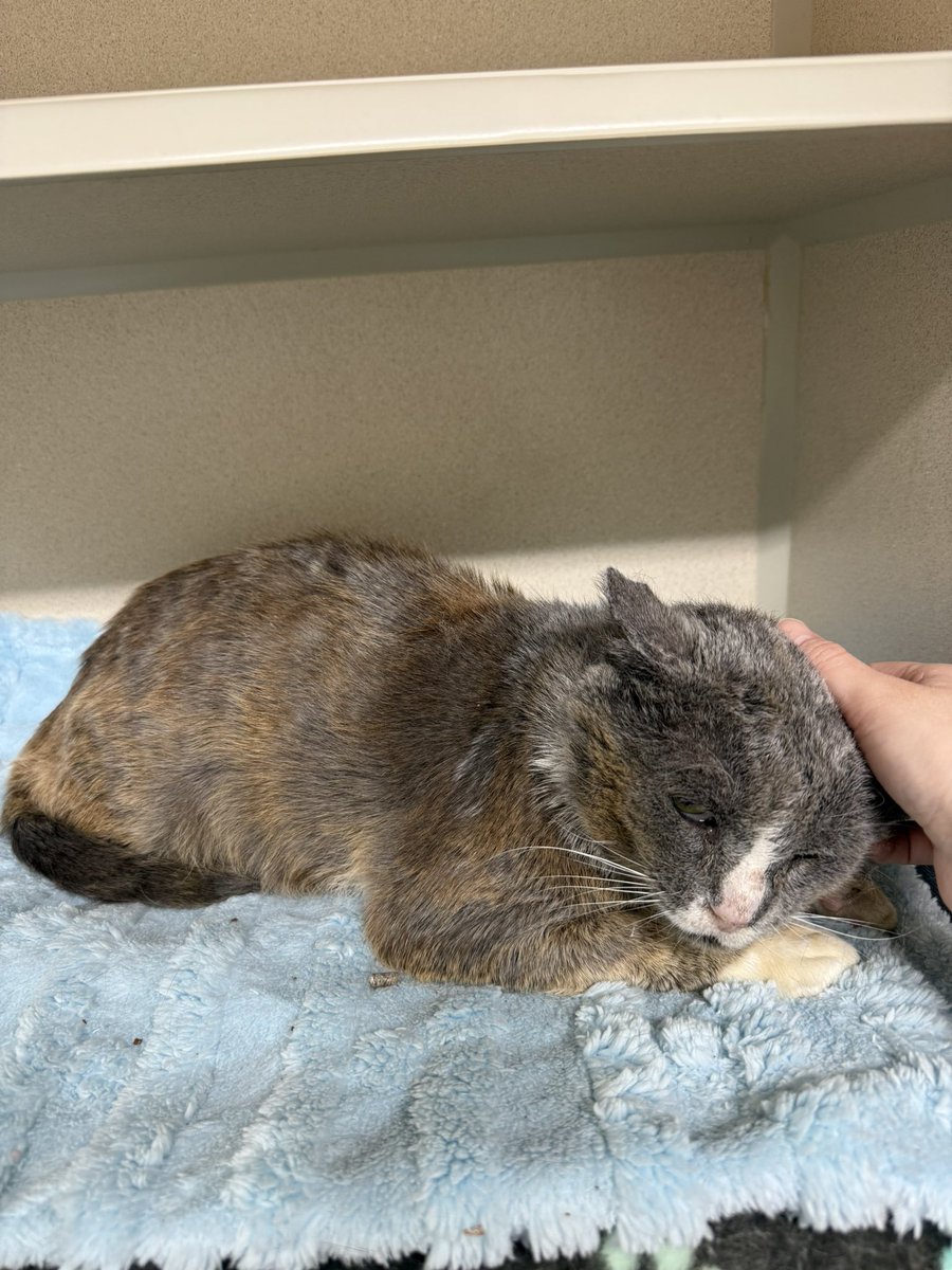 Friends of Bear Cat Rescue tweet media