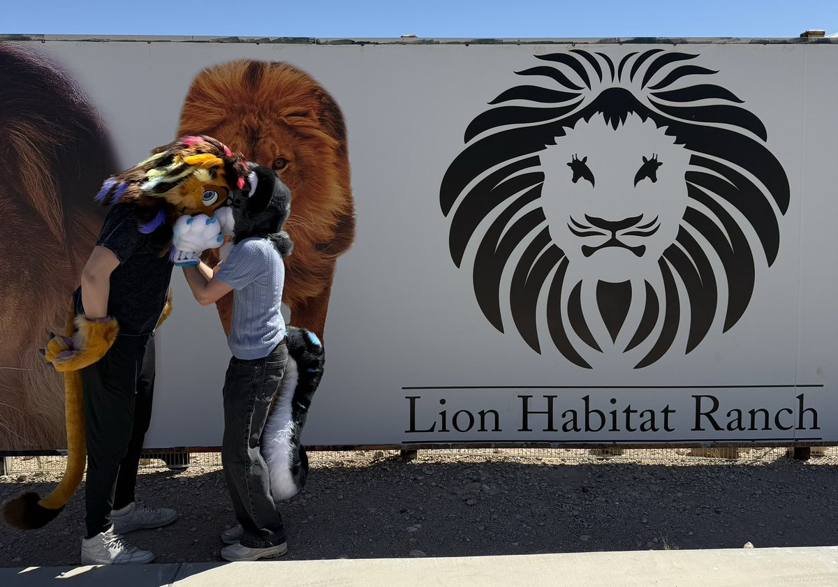 felover6's tweet photo. Found the lion in his ranch
#FursuitFriday #LVFC https://t.co/VB5kWsXgDO