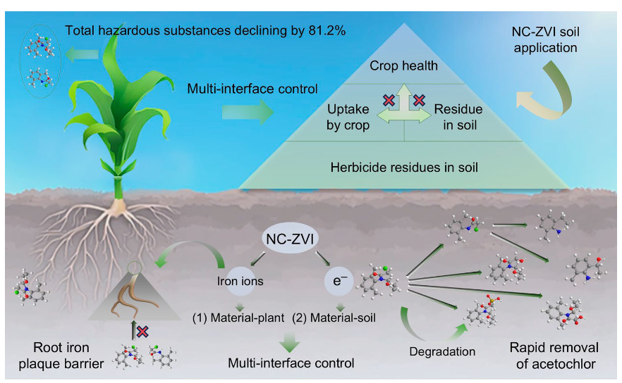 NEWCommunityNEW's tweet photo. A new biochar-based nanocomposite helps clean herbicide-contaminated soil while protecting maize. NC-ZVI removed ~90% of acetochlor in 7 days, reduced crop uptake of acetochlor and byproducts by 81.2%, and boosted maize biomass by 208.4%.

Read more:
https://t.co/tJyyJoWMg0 https://t.co/JKagOPKzLK
