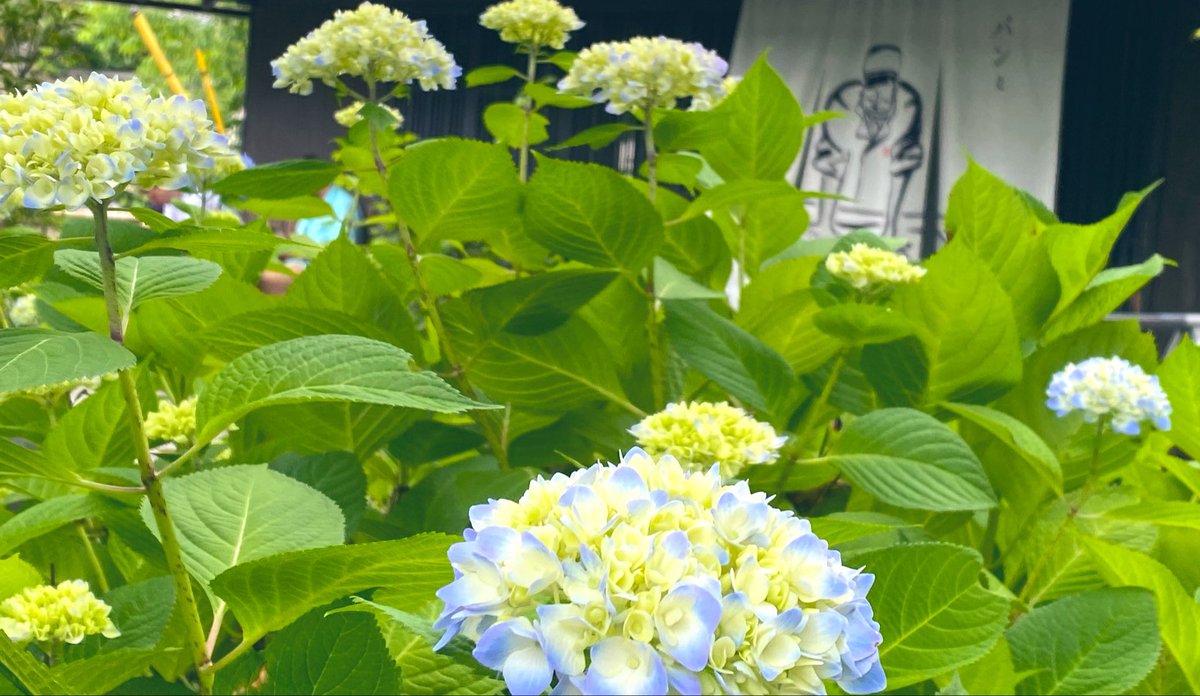 St44regis_Blue's tweet photo. ❥❥❥パンが美味しいカフェ巡り❥❥❥

もちもち食パンと4種類ジャムが美味しすぎた

＃カフェ活 ＃古民家カフェ ＃京都嵐山 
＃休日の過ごし方 
＃紫陽花 ＃咲き始め https://t.co/SjmU63QhXE