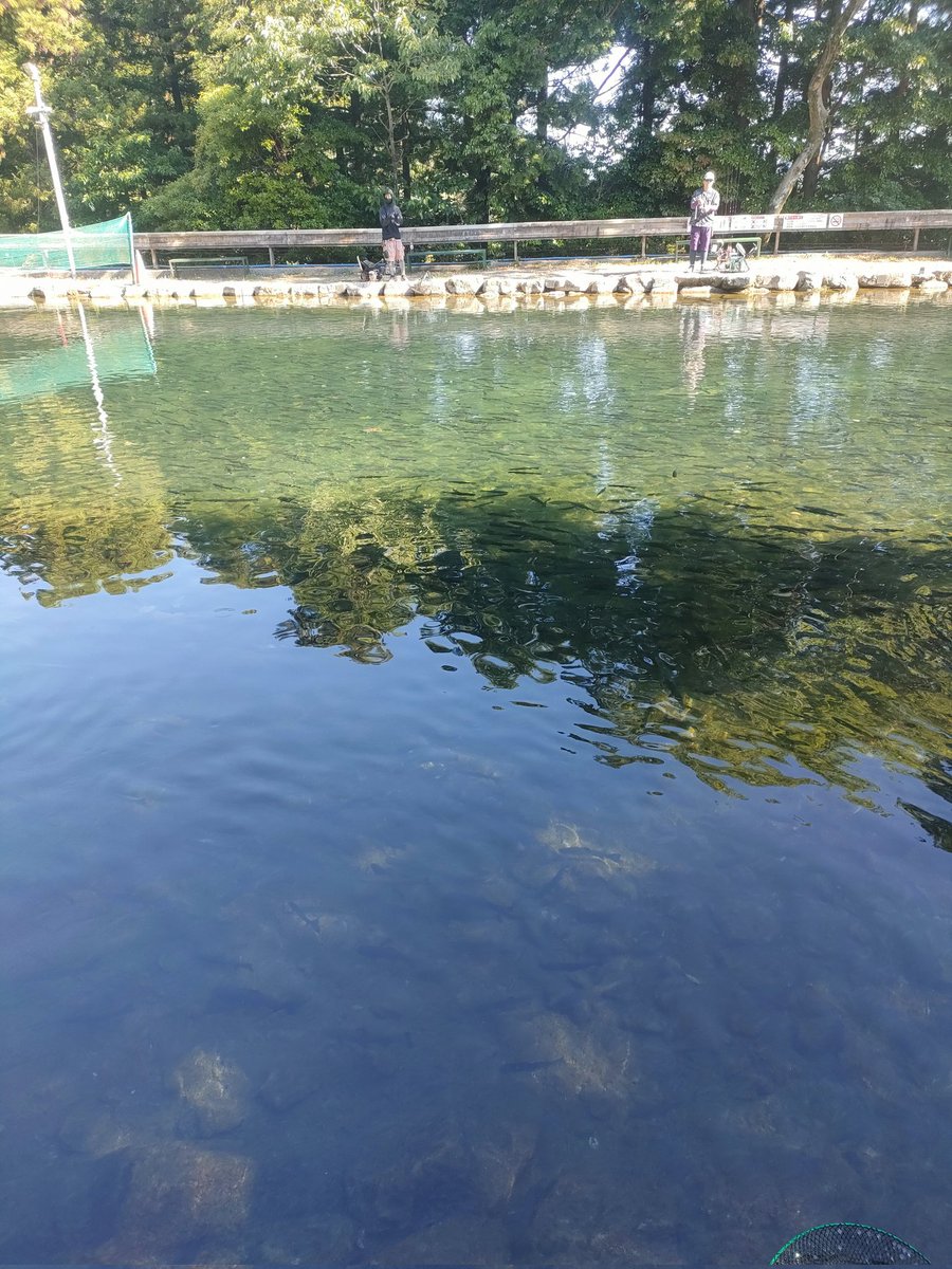 AreaTroutUMA's tweet photo. 今日はソロでサンクチュアリ第3ポンド行ってきました〜！😁

去年の記憶では天国みたいな場所やったのに、行ってみると…あれ？思てたんと違う🫠状態に笑

スプーンでぜんぜん釣れず、キビパニをボトムノックしながらの早巻きで釣れる事に気づいてなんとか61匹💦

ちなみにマスッケ丼激ウマでした！😆 https://t.co/rTVtsi9KLx