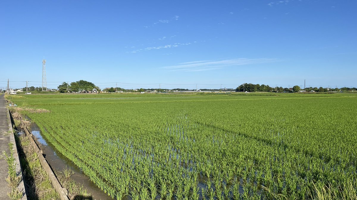tarogon's tweet photo. 大福を食べた後、駅の東口から一宮海岸を目指しました。
途中、田んぼが広がる風景で、風が気持ちよかったです。
海岸につくと、サーファーの姿が見えました。
波の音はいいですね🥌
#一宮海岸 https://t.co/rrNUiJ9poV