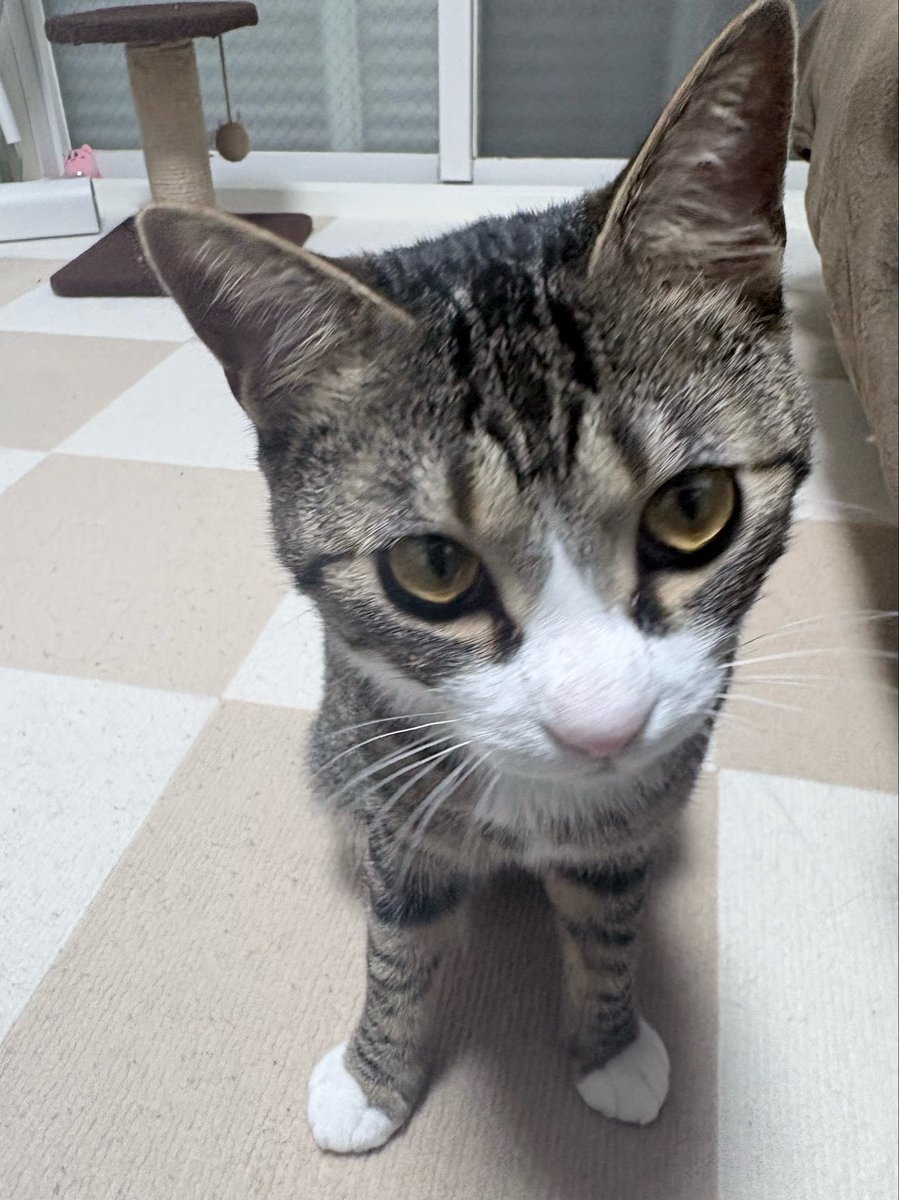 sumom0_0's tweet photo. 沖縄から帰ってきてくるぶしを摂取してる https://t.co/J1qbW407iG