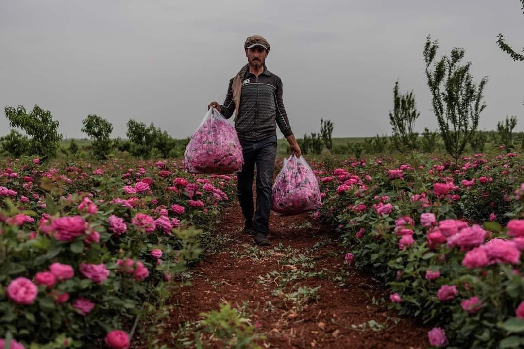 gencdokudergi's tweet photo. Gül hasadı.

📍Suriye https://t.co/ckFzYgTW71