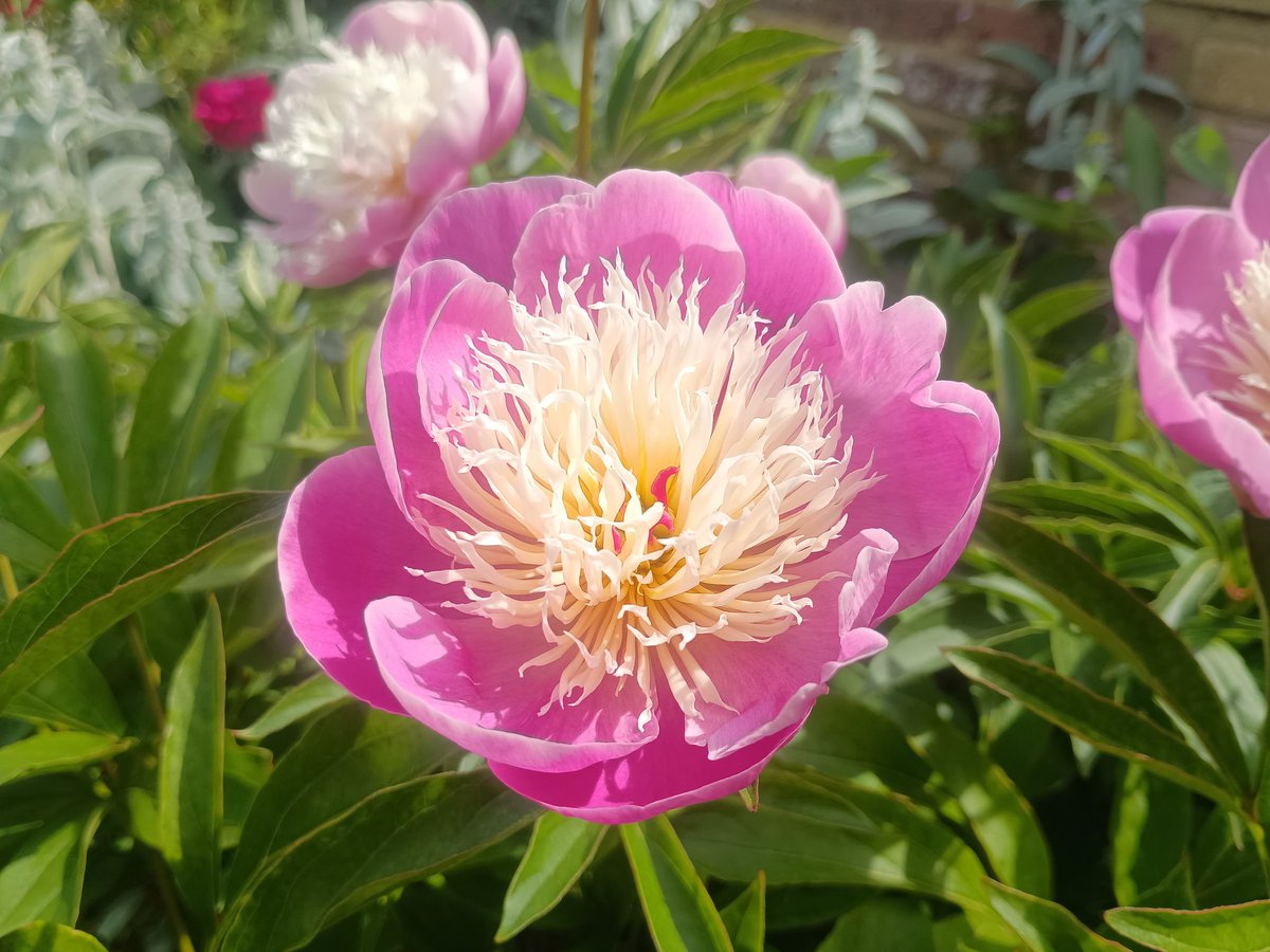 richpokers's tweet photo. Peony ' Bowl of Beauty' never disappoints 💕...enjoy your Saturday folks 🇺🇦🙏💛💙 https://t.co/I8cgqrroF5