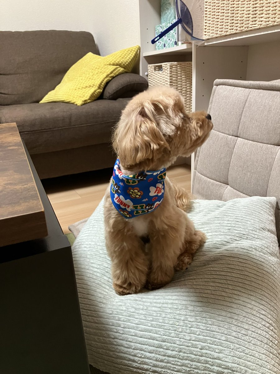 Oishi_ton's tweet photo. トリミングと狂犬病注射をこなした犬 https://t.co/BbF1ojRro5