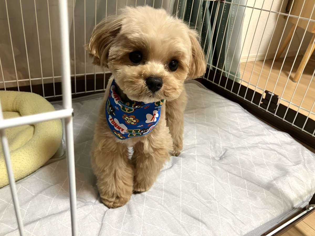 Oishi_ton's tweet photo. トリミングと狂犬病注射をこなした犬 https://t.co/BbF1ojRro5
