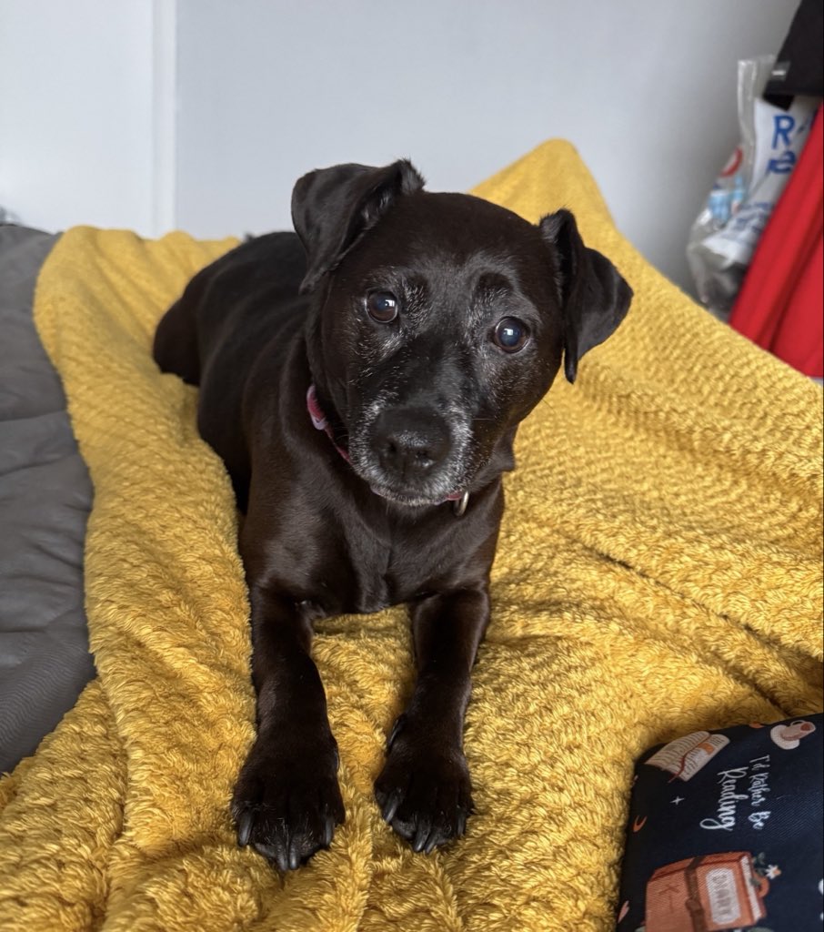 H2RScotland's tweet photo. Lucy is a 10 year old female Patterdale Terrier.
She is available and looking for a new home with someone who is home most of the time.
She is chipped and spayed and healthy with no medical issues.
Lucy hasn’t lived with any other dogs before but has lived with 2 cats with proper introductions.
Lucy eats Asda wet food and loves treats.
She can be left on her own and sleeps in her owners bed or her own bed.
Lucy would be fine with older kids and gets excited to meet new people. 
She loves toys and will play with a tennis ball and loves to fetch. She needs to work on dropping the ball but does have a lot of fun chasing!
Lucy is house trained and travels well in the car, she may cry to begin with but does settle down.
She is a very loyal and loving dog and would suit someone who is around most of the time.
For more information please email info@help2rehome.com