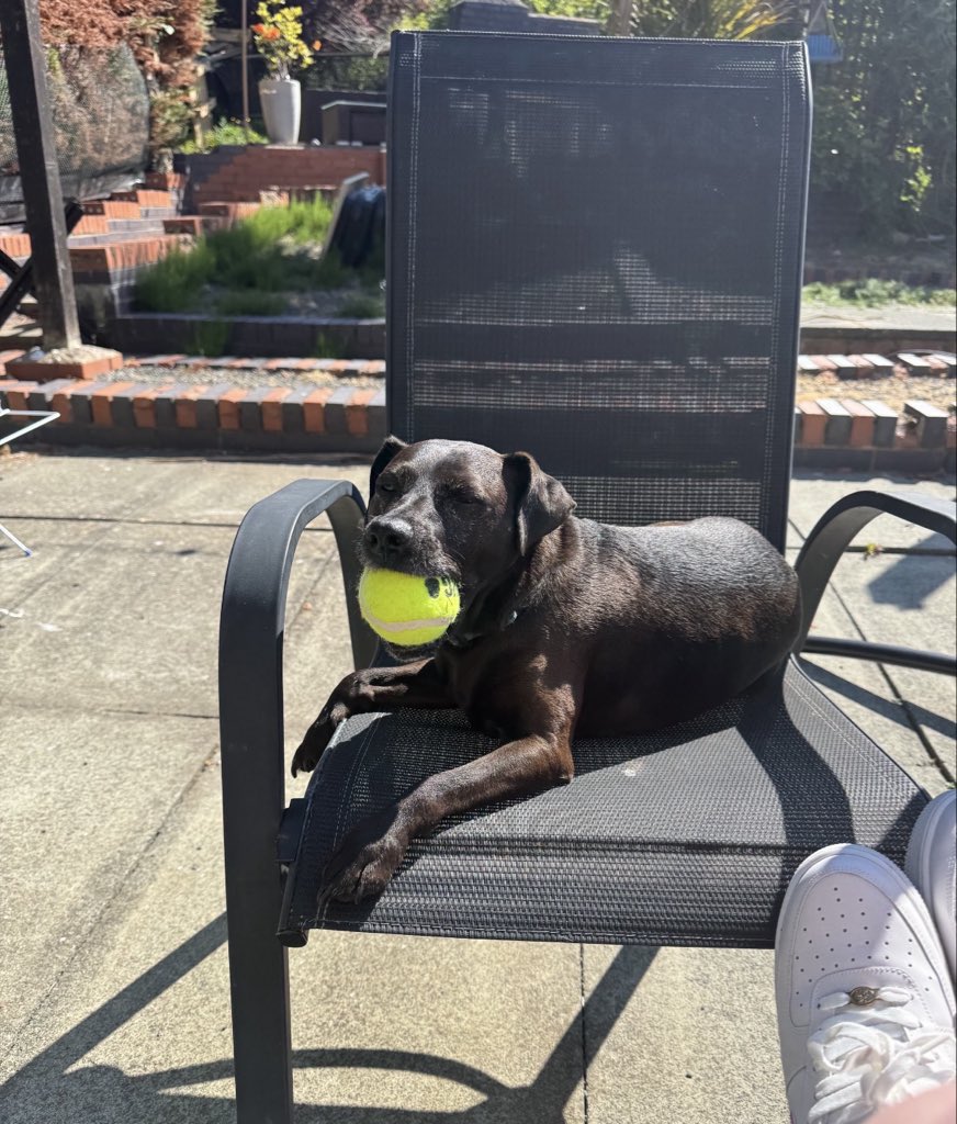 H2RScotland's tweet photo. Lucy is a 10 year old female Patterdale Terrier.
She is available and looking for a new home with someone who is home most of the time.
She is chipped and spayed and healthy with no medical issues.
Lucy hasn’t lived with any other dogs before but has lived with 2 cats with proper introductions.
Lucy eats Asda wet food and loves treats.
She can be left on her own and sleeps in her owners bed or her own bed.
Lucy would be fine with older kids and gets excited to meet new people. 
She loves toys and will play with a tennis ball and loves to fetch. She needs to work on dropping the ball but does have a lot of fun chasing!
Lucy is house trained and travels well in the car, she may cry to begin with but does settle down.
She is a very loyal and loving dog and would suit someone who is around most of the time.
For more information please email info@help2rehome.com