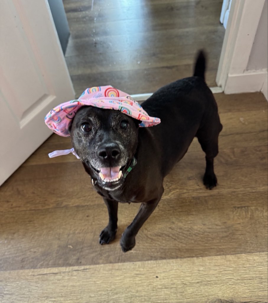 H2RScotland's tweet photo. Lucy is a 10 year old female Patterdale Terrier.
She is available and looking for a new home with someone who is home most of the time.
She is chipped and spayed and healthy with no medical issues.
Lucy hasn’t lived with any other dogs before but has lived with 2 cats with proper introductions.
Lucy eats Asda wet food and loves treats.
She can be left on her own and sleeps in her owners bed or her own bed.
Lucy would be fine with older kids and gets excited to meet new people. 
She loves toys and will play with a tennis ball and loves to fetch. She needs to work on dropping the ball but does have a lot of fun chasing!
Lucy is house trained and travels well in the car, she may cry to begin with but does settle down.
She is a very loyal and loving dog and would suit someone who is around most of the time.
For more information please email info@help2rehome.com