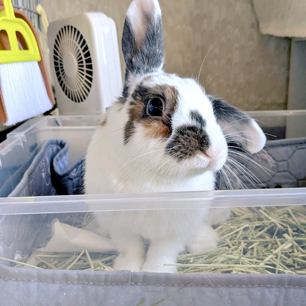 掃除中に邪魔してくるもねさん🧹🐇