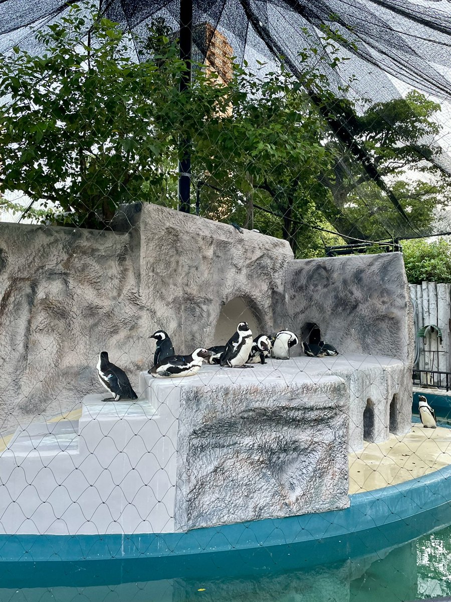 SEISOBOY's tweet photo. 動物たちサビ残してた https://t.co/fcrrD1iau5