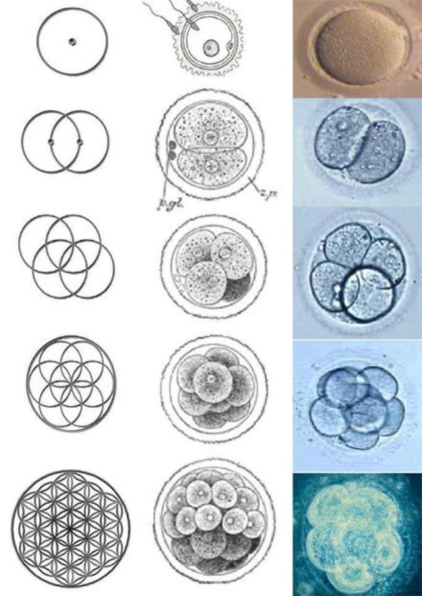 D4rk_n3ws's tweet photo. What did you think the flower of life was? 

It’s you. It’s always been you. It’s all been you. https://t.co/jgeENbPJUZ