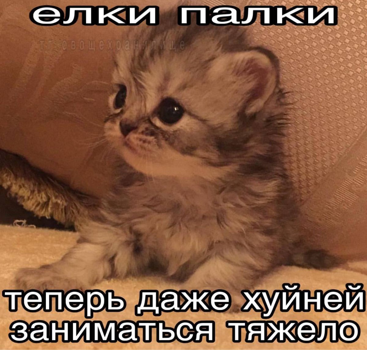 shkotobaza's tweet photo. https://t.co/9jyfYXkJ0w