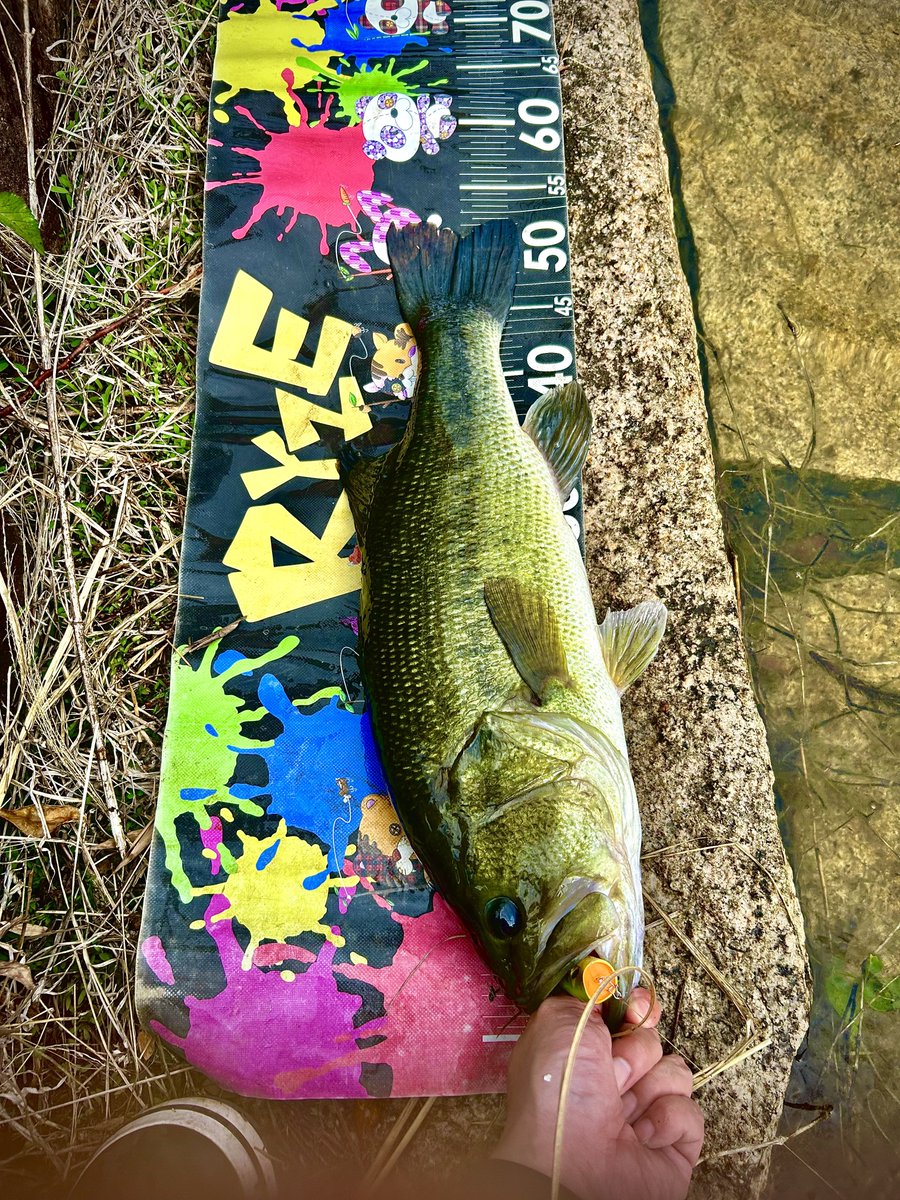 NATUTICK's tweet photo. 昔働いてたBARのマスターと釣りに行ってきた( ´Ꙩωꙩ` )
遂にやったぜ！５２cmのデカバス
そして念願のOSP！！
ラウダー７０　トノサマカエル
このメジャーはRYZEっていうマスターの自社ブランド　可愛い🩵
いやぁ引いた引いたトップで水面ドンっ！
この後も40アップ一本
調子いいぜ！！最高！！ https://t.co/sj1Pi8u79h