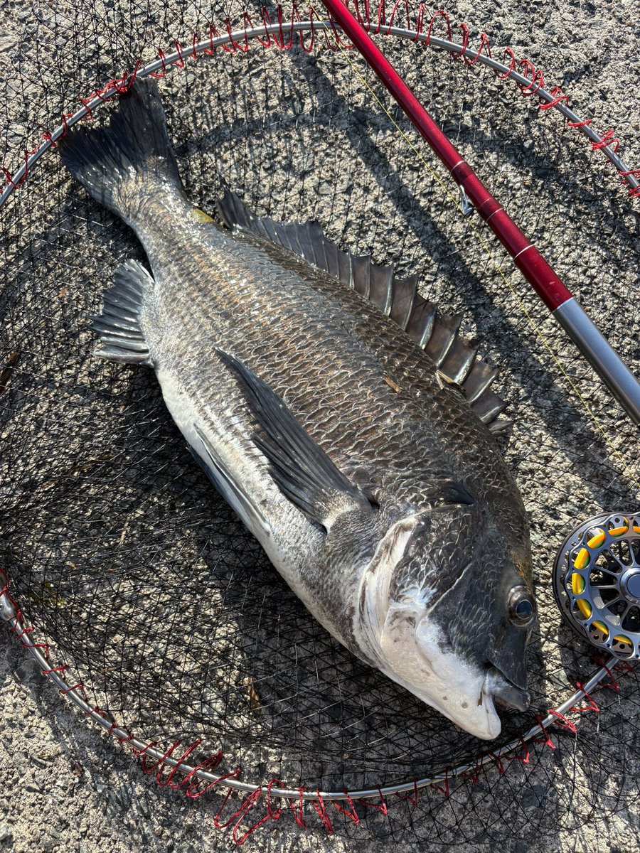 3s_fe's tweet photo. 久しぶり抜けた👍🎣 https://t.co/I2F9LqSgIQ