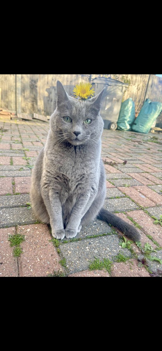 mizzlmn's tweet photo. @MarcWilliams22 @DeanAbbott How old is your first cat? Mine is 14 so she’s past trying to bond with another cat. She’s very unhappy if another cat comes into her garden 😂 https://t.co/SsuuQT5HV7
