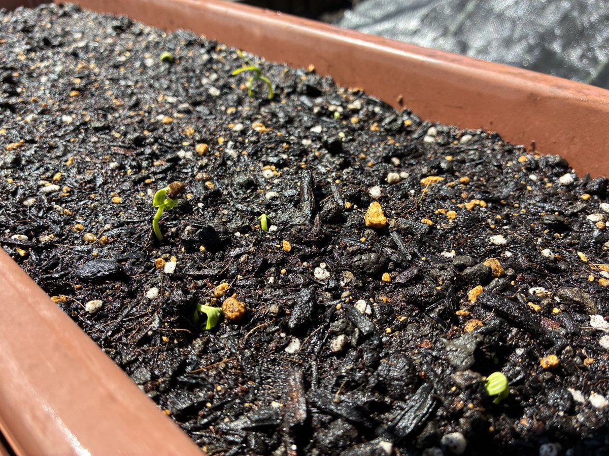kainoki_'s tweet photo. 栽培日記 5日目　空芯菜の芽が出た。
朝見に行ったら8個。土を割って首を持ち上げてた
昨日は寒かった。でも土の中であったかくしてもらってた。水を吸って。今朝の光で出てきた
端っこに並んで殻を被ったまま出てきた二つ。隣同士。お互いの方に傾いてる。頑張ったね。重かったでしょ。でも出てきた。 https://t.co/my88WtqtGm