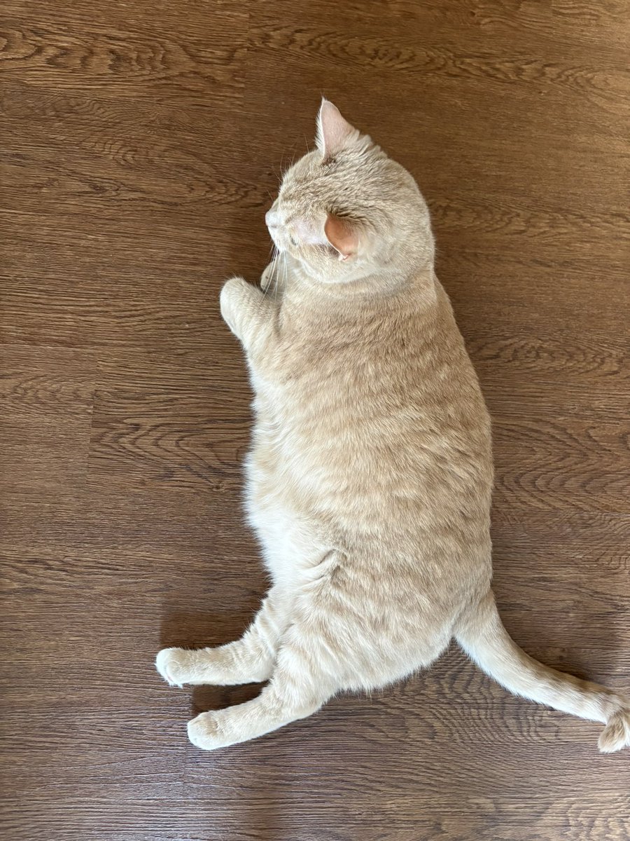 Marybird99's tweet photo. It’s #Caturday! https://t.co/uJfoh8IwCI