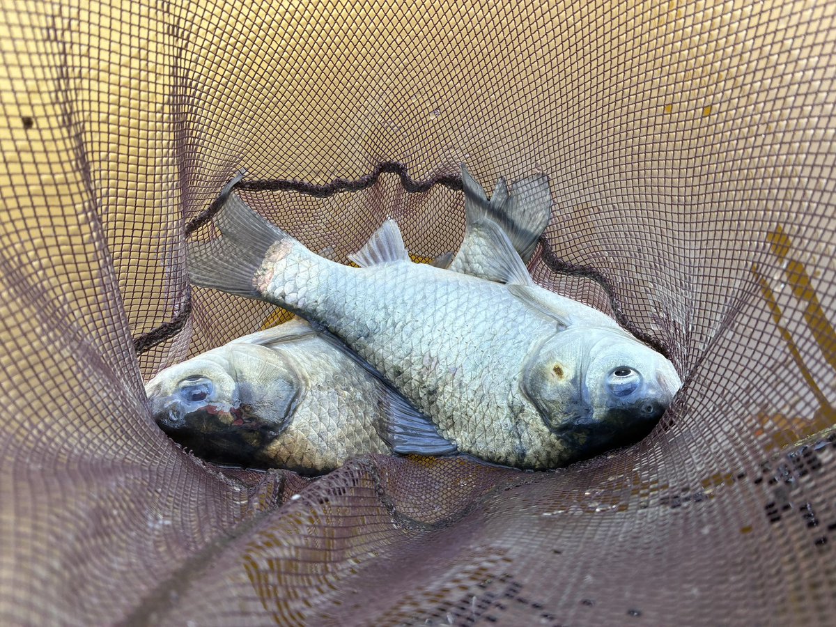 mk119key's tweet photo. 今日は西ノ森へ🎣
全然お客さんが居なくて心配になったけれど、魚はとても元気でした！
6時間で118枚、久々の束釣り成功✨ https://t.co/wF9WQCFsTE