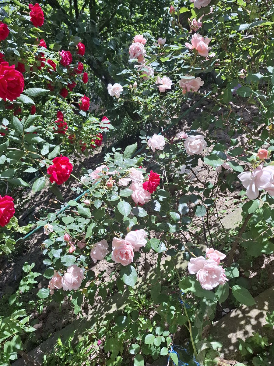 TapardeaA's tweet photo. #rosestime  #mygarden https://t.co/s1ExDpn42N