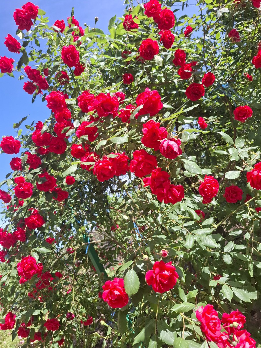 TapardeaA's tweet photo. #rosestime  #mygarden https://t.co/s1ExDpn42N