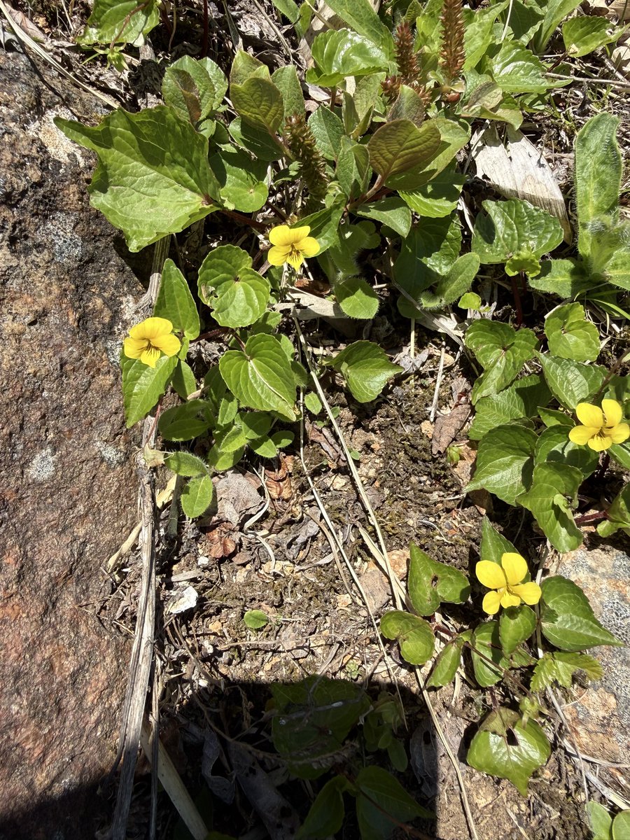 wings74127's tweet photo. 新潟県の秀峰　平標山に登ってきました
色とりどりの高山の花々に癒されました https://t.co/4q2KwZmhQr