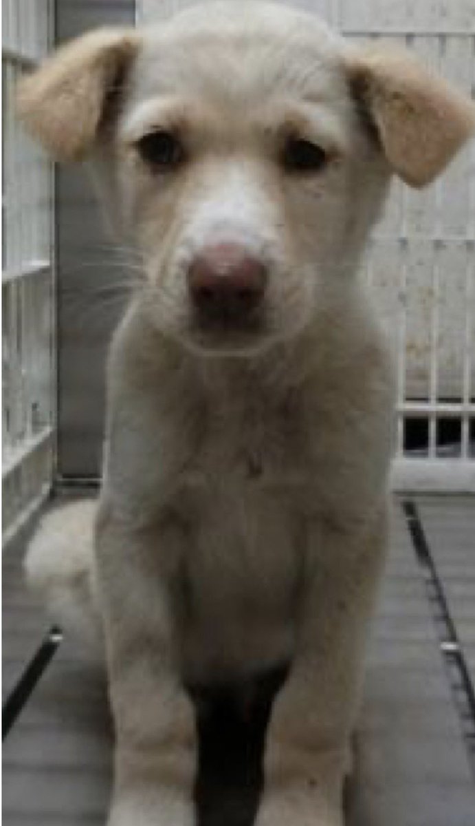 NoCulling's tweet photo. 🟧香川県東讃保健所収容情報🟧
管理番号2620020
3〜6ヶ月の男の子が捕獲されました
少し大きくなった子犬達は、自分で生きていくしかない現実があるようです…
誰にも頼れない…母犬にでさえも😢
この子達には安心できる場所と優しい手が必要です🙇‍♀️

掲載期限 6月3日 https://t.co/wclSfHlzcr